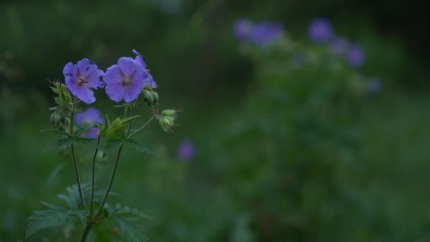 Sky-blue flowers of flax sway in light wind against grass — Stock Video
