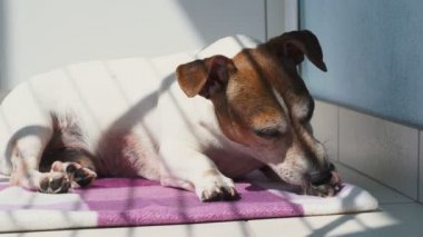 Jack Russell Terrier köpeği battaniyenin üzerine uzanmış patisini yalıyor.