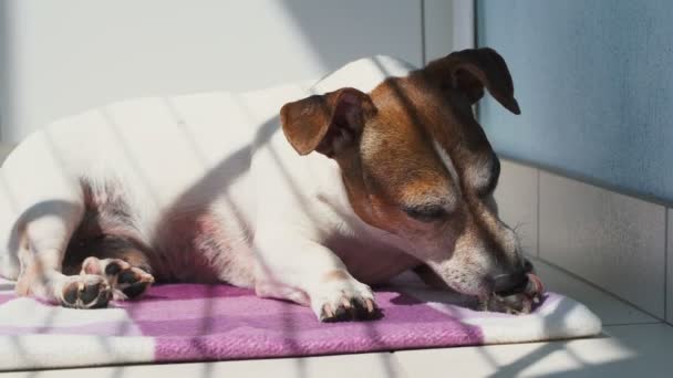 Jack Russell Terrier hond ligt op deken likken poot — Stockvideo