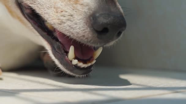 Jack Russell Terrier bozal para perros respirando duro macro — Vídeo de stock