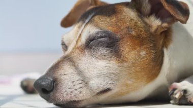 Jack Russell Terrier yalan söylüyor ve battaniyeye bakıyor.