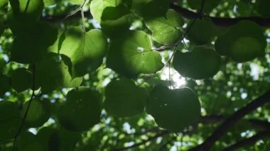 Yeşil ıhlamur yaprakları kahverengi dallarda hafif rüzgarla sallanıyor.