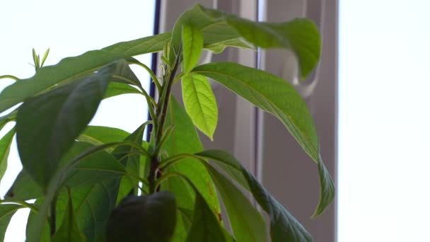 Viento ligero sopla a través de la ventana abierta a maceta verde — Vídeos de Stock