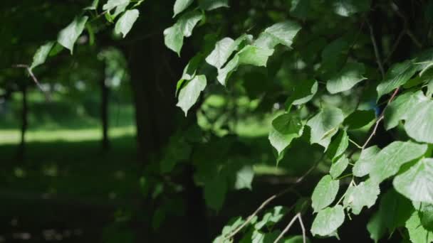 Zielone liście lipy tilia americana natura tło. — Wideo stockowe