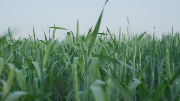 Зелена пшениця росте на землі в сільському господарстві під чистим небом в літній день — стокове відео