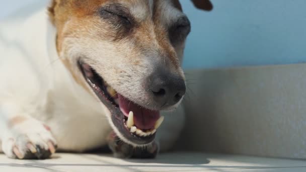 Jack Russell Terrier ademt hard liggend op de vloer op hete dag — Stockvideo