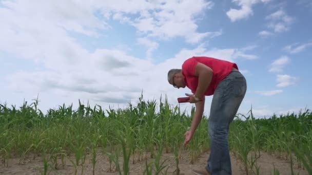 Granjero insatisfecho con tableta en manos inspecciona plantación de maíz — Vídeos de Stock
