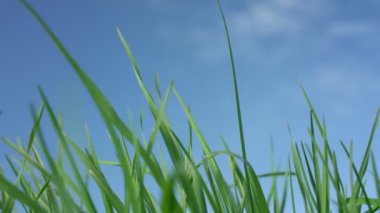 Yeşil köy bahçesi yaprakları yaz rüzgarı tarafından sallanıyor.