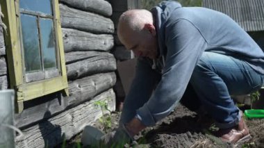 Yaşlı bahçıvan toprağa küçük yeşil fidanlar eker.