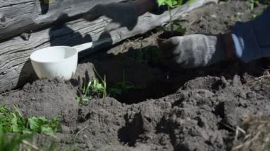 Profesyonel bahçıvan küçük yeşil lahanalar ve sular yetiştirir.