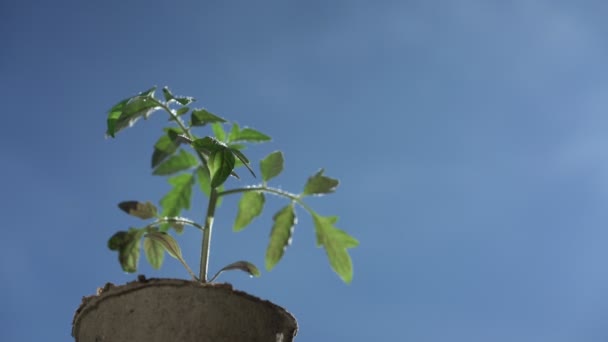 Lichte zomerwind waait op kleine groene tomatenspruit — Stockvideo