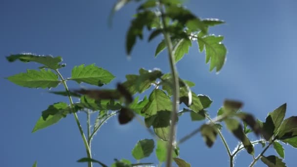 Pequenos brotos de tomate verde com pequenas folhas giram — Vídeo de Stock