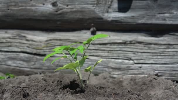 Pequeno broto de tomate verde com folhas onduladas pelo vento leve — Vídeo de Stock