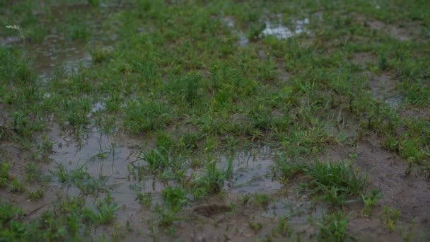 Korte groene gras bedekt met modder en vuil water op moeras — Stockvideo