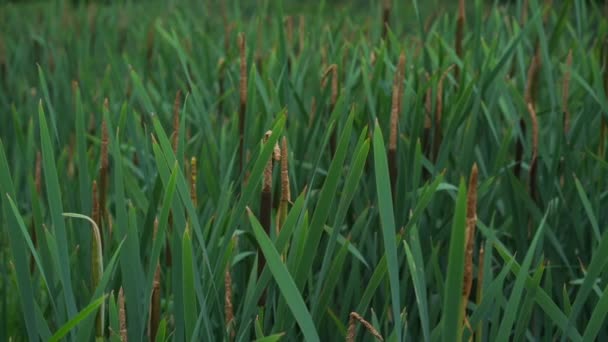 Grüne Katzenschwanzstämme mit Ährchen wiegen sich im Wind am See — Stockvideo