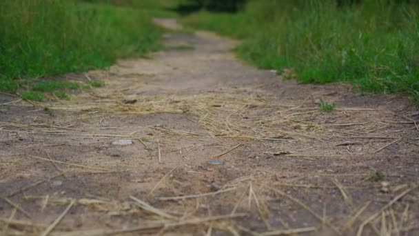 Kuru saman gövdeleri ve kenarlarında çimen olan alan yolu — Stok video