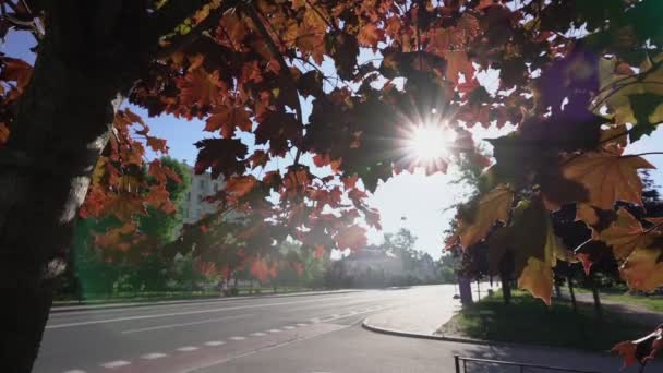 Esdoorn boom bladeren zwaait met wind en zonlicht door gebladerte op straat — Stockvideo