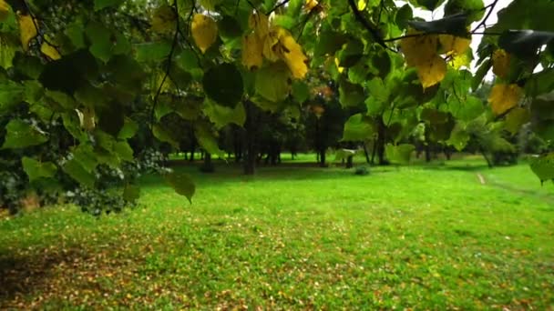 Πράσινα και κίτρινα φύλλα ασβέστη ταλαντεύεται με ελαφρύ αεράκι — Αρχείο Βίντεο
