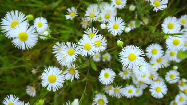 Wild camomile flowers growing on forest meadow and swaying with wind. — Stock Video