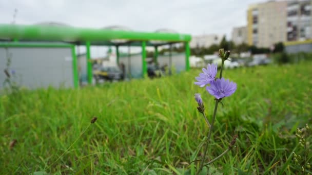 Vacker blå blomma växer på gräsmattan mot suddig bensinstation. — Stockvideo