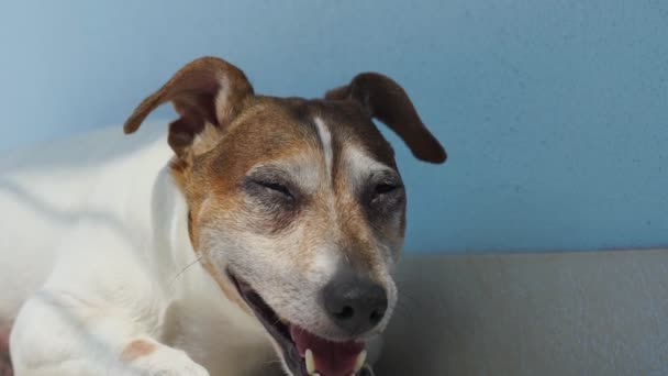 Jack Russell teriér pes se snaží relaxovat a usnout — Stock video