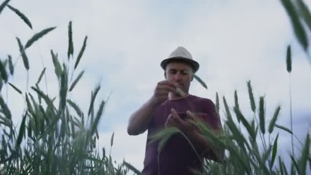Фермер в шляпе проверяет снопы пшеницы на сельскохозяйственном поле — стоковое видео