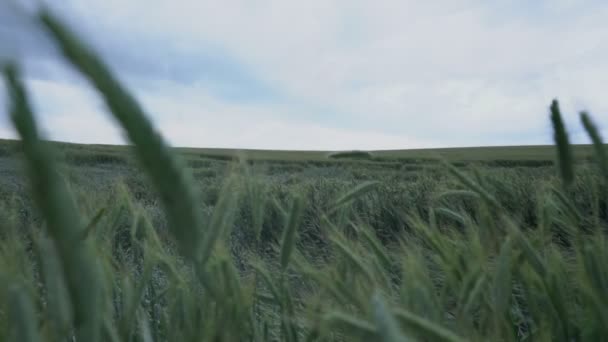 Farmář náhle vyskočí z pšenice ukazuje OK a skryje se v pšeničném poli — Stock video