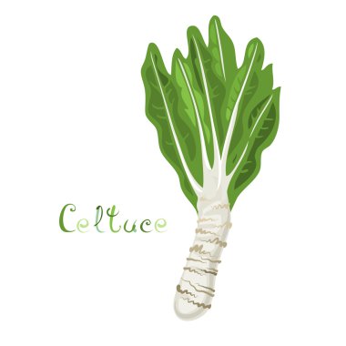 Kök marul Celtuce