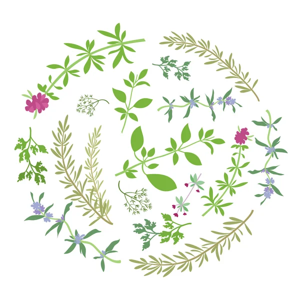 Composition ronde avec des herbes aromatiques — Image vectorielle