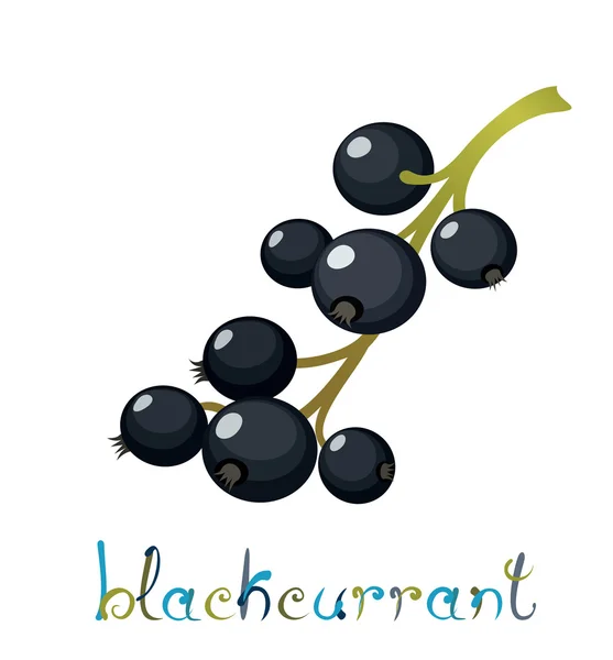 Black Currant Berry — Stock Vector