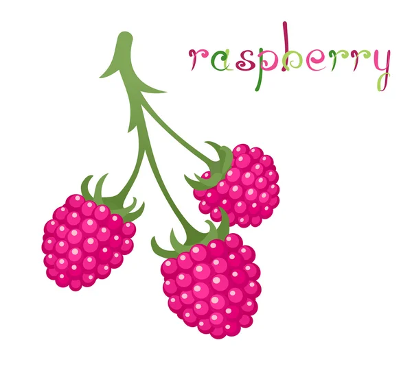 Raspberry Branch — Stock Vector