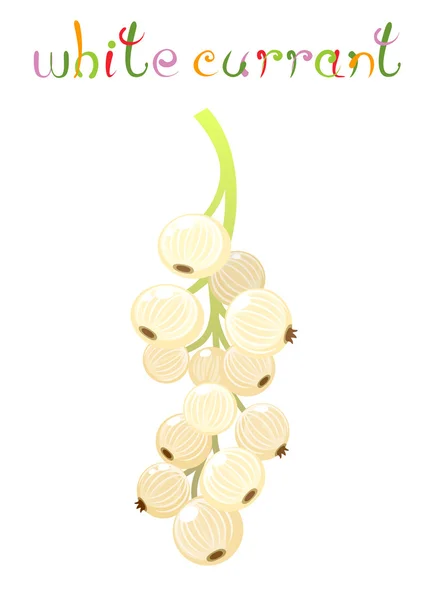 White Currant Berry — Stock Vector