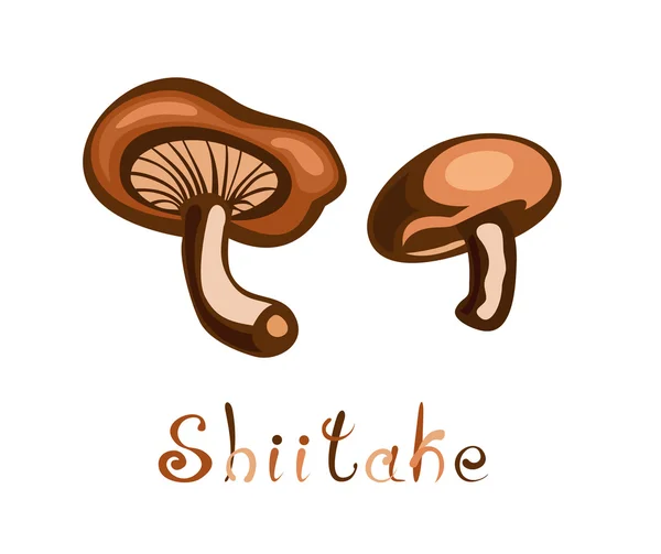 Shiitake Edible Mushroom — Stok Vektör