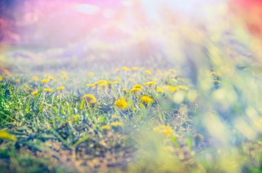 karahindiba sarı çiçek