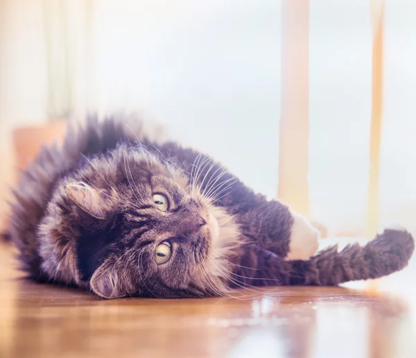 Grande gatto soffice — Foto Stock