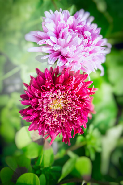 красивые светло-розовые
