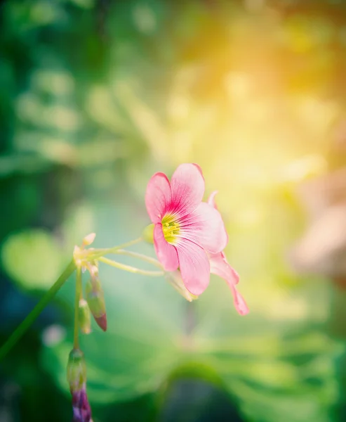 Trébol rosa flor — Foto de Stock