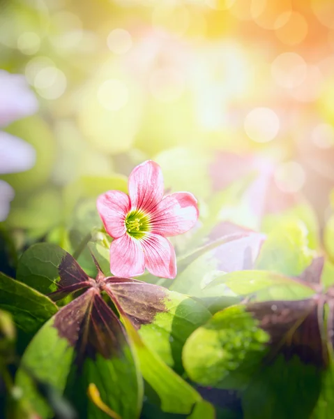 Trébol rosa flor — Foto de Stock