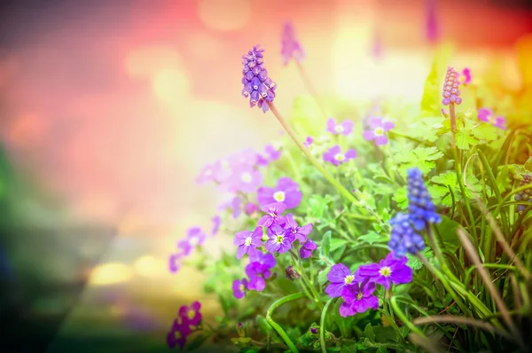 Fiori da giardino viola — Foto Stock