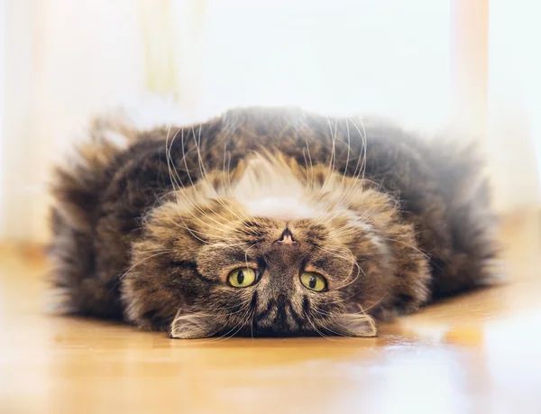 Dikke pluizige kat — Stockfoto