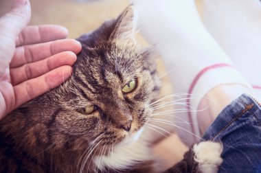 eski kabarık kedi okşayarak el