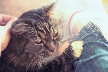 kabarık kedi ayak üzerinde yalan 