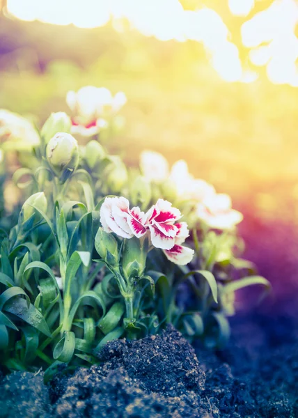 Bonitas flores de clavel — Foto de Stock