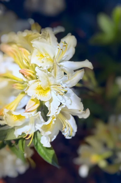 White yellow rhododendron flowers — Stock Photo, Image