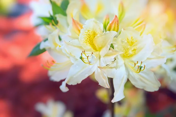 White yellow Rhododendron flowers — Stock Photo, Image
