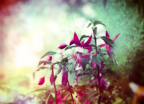 Hübsche Fuchsienblüten — Stockfoto