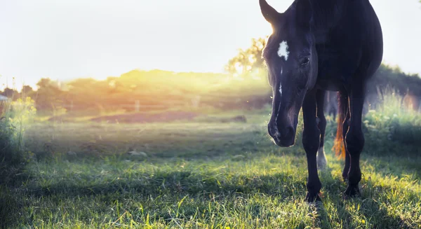 Μαύρο άλογο σε βοσκότοπους το καλοκαίρι — Φωτογραφία Αρχείου