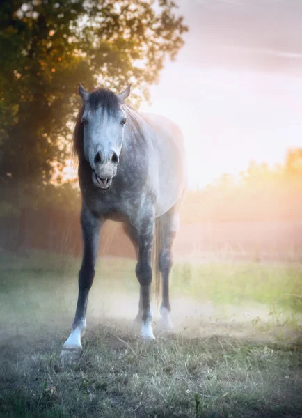 Młody siwy koń — Zdjęcie stockowe
