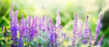 Güneşli Bahçe adaçayı çiçekleri