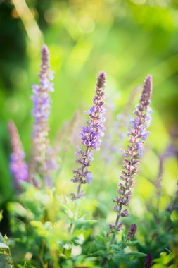 Bahçe adaçayı çiçekleri